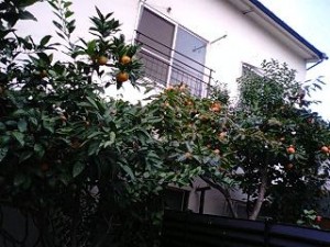 近所の庭