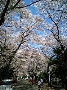 谷中の桜
