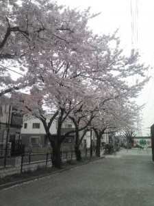 近所の桜。