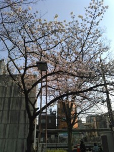 荒川遊園の桜